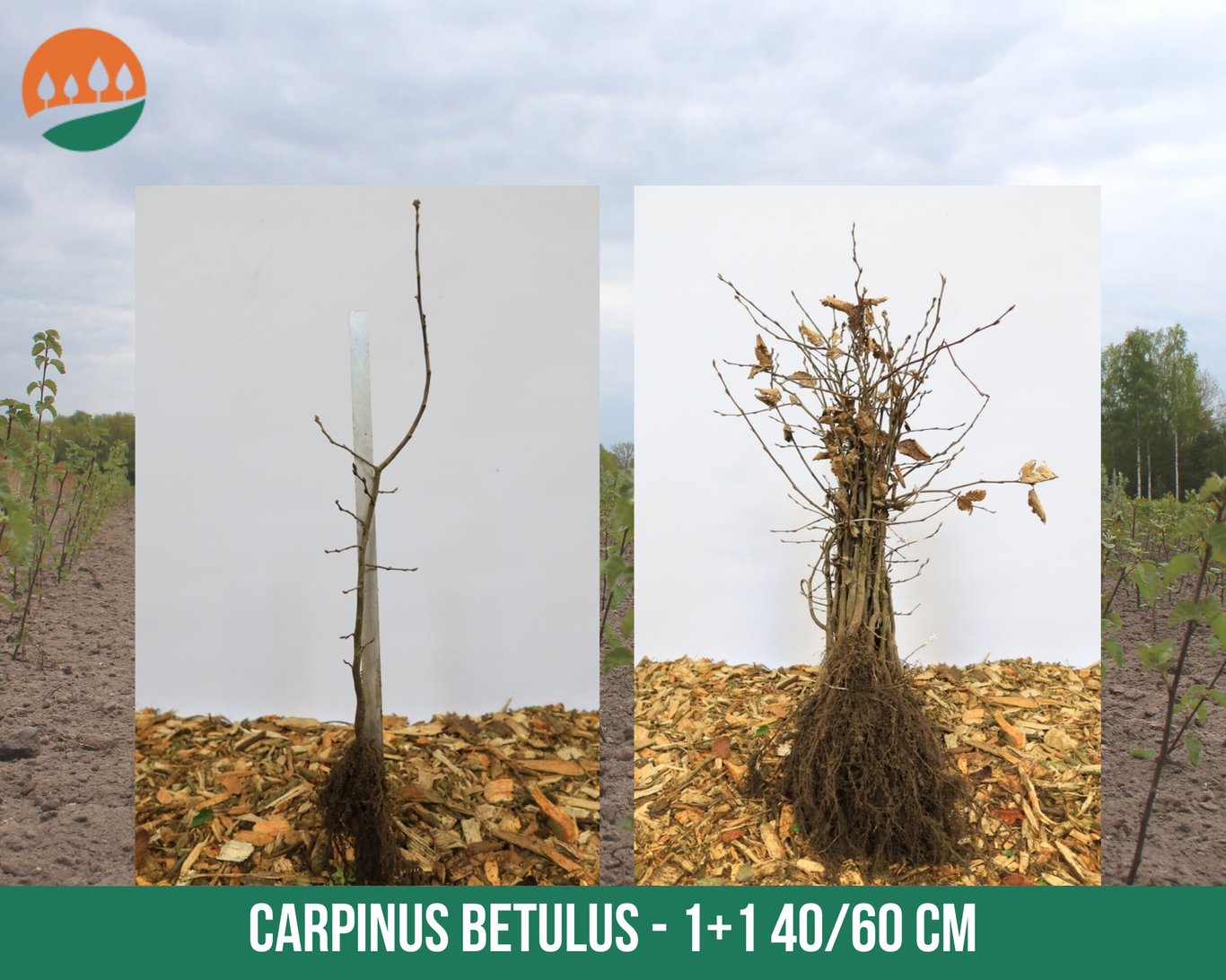 Carpinus betulus - 40-60 CM bare root 1/1